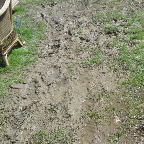 Muddy walkways